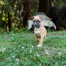 Teddy - Fawn male American Pit Bull Terrier puppy in Stanwood, Washington from Barajas Family Ranch
