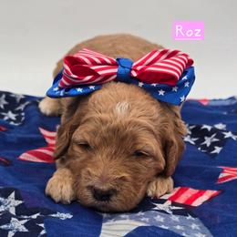 Roz - Red  female Goldendoodle puppy in Neillsville, Wisconsin from Granton Creek