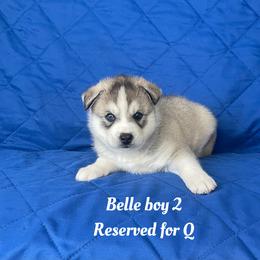 Bella boy 2 - Gray and white male Siberian Husky puppy in Ocala, Florida from Florida Husky Puppies