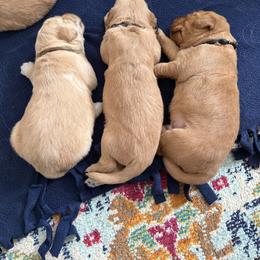 Golden Retriever Puppies from RuTess Goldens