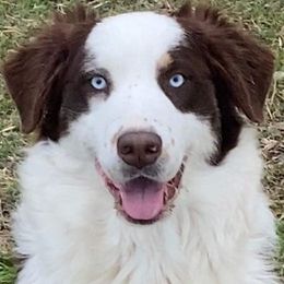 Australian Shepherds from Crown Australian Shepherds