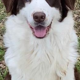 Australian Shepherds from Crown Australian Shepherds
