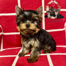 AKC Dash - Blue and gold male Yorkshire Terrier puppy in Bloomingdale, Georgia from Harrington Yorkies