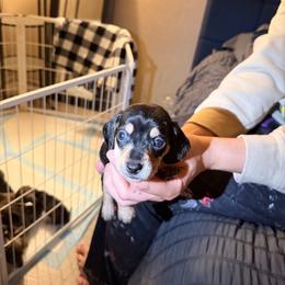 Harley (red) - Black and cream male Dachshund puppy in Modesto, California from Once Upon a Mini Dachshund