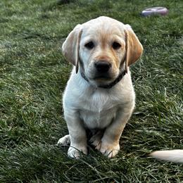 Black Collar Boy - Yellow male Labrador Retriever puppy in Colorado Springs, Colorado from Front Range Labradors LLC