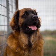 Dachshund and Leonberger All Grown Up from Enchanted Desert