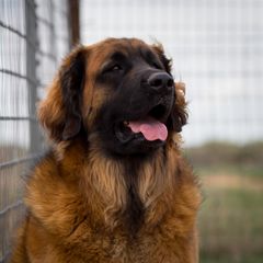 Dachshund and Leonberger All Grown Up from Enchanted Desert