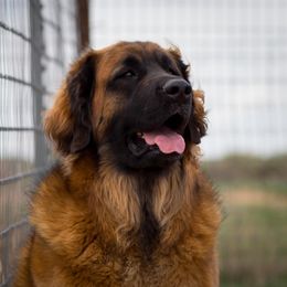 Dachshund and Leonberger All Grown Up from Enchanted Desert