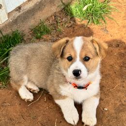 Sweetie Pie - Sable female Pembroke Welsh Corgi puppy in Millsap, Texas from Punchy Pembroke Ranch