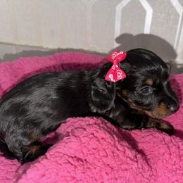 Cookie - Black and tan female Dachshund puppy in Bakersfield, California from Dreaming of Dachshunds