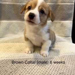 Brown Collar - Red Pembroke Welsh Corgi puppy in Paris, Kentucky from Laurel Glen Farm Corgis