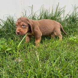 Girl 4 - Liver and tan female Bloodhound puppy in Tahlequah, Oklahoma from HNH Hounds