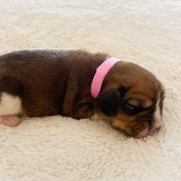 Valentina - Red black and white female Beagle puppy in Brownsboro, Texas from Willow Bark Beagles