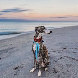 Teddy - Whippet