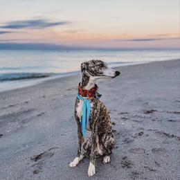 Teddy - Whippet