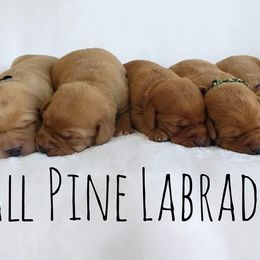 Dilute Retrievers from Tall Pine Labradors LLC