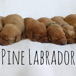 Dilute Retrievers from Tall Pine Labradors LLC