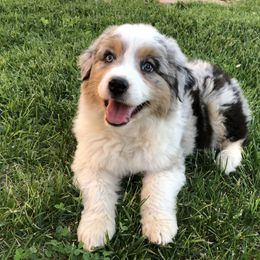 Australian Shepherd, Border Collie, and Poodle Puppies from Shaela Avery