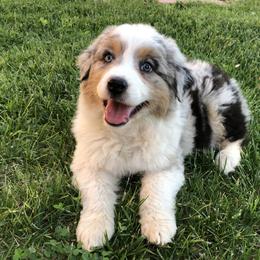 Australian Shepherd, Border Collie, and Poodle Puppies from Shaela Avery