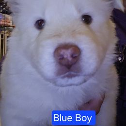 Jailbird - White male Siberian Husky puppy in Quincy, Illinois from Boden Breeding