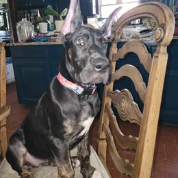 Great Dane Puppies from Sovereignty Woods Great Danes