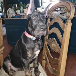 Great Dane Puppies from Sovereignty Woods Great Danes
