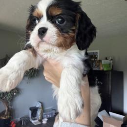 Cavalier King Charles Spaniel Puppies from Wise Cavaliers