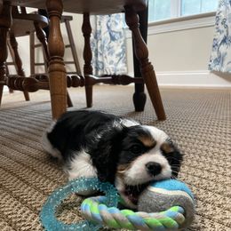 Cavalier King Charles Spaniel Puppies from Cassie’s Cavaliers