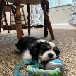 Cavalier King Charles Spaniel Puppies from Cassie’s Cavaliers