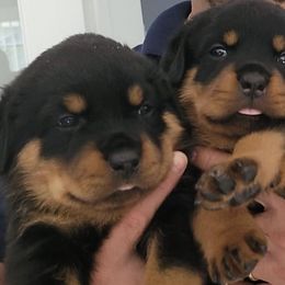 Rottweilers from Vom Osprey