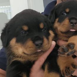 Rottweilers from Vom Osprey