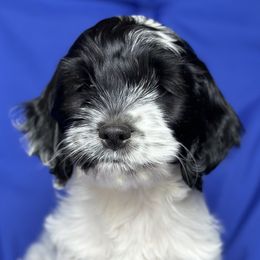 Kate - Black and white Cockapoo puppy in Salem, Oregon from Capital Doodles