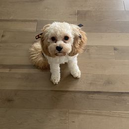 Cavapoo and Goldendoodle All Grown Up from Countyline Doodles LLC