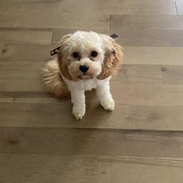 Cavapoo and Goldendoodle All Grown Up from Countyline Doodles LLC