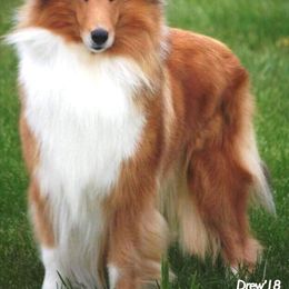 Collie All Grown Up from Bainwood Collies