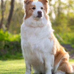 Betsey - Border Collie