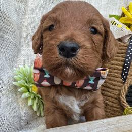 Moose - (Moose Tracks) - White and red male Bordoodle puppy in Canfield, Ohio from Poo's Doo's & Inu's