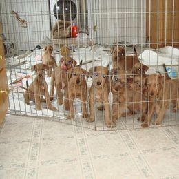 Irish Terrier Puppies from Geordan Irish Terriers