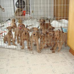 Irish Terrier Puppies from Geordan Irish Terriers