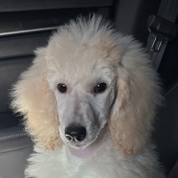 Goldendoodles from L & B Doodles