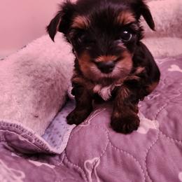 Rocky - Black and tan male Yorkshire Terrier puppy in Chickasha, Oklahoma from SISSYS YORKIES