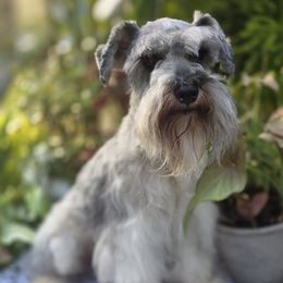 Falcore - Miniature Schnauzer