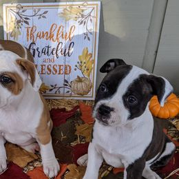 Staffordshire Bull Terriers from Sequoia Staffords