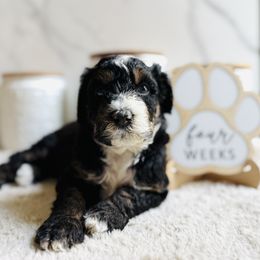 Newton (Newt), Gray Collar Male - Tri-color male Bernedoodle puppy in Katy, Texas from Bluebonnet Bernedoodles of Southeast Texas