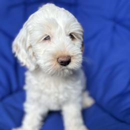 Cockapoo and Goldendoodle Puppies from Capital Doodles