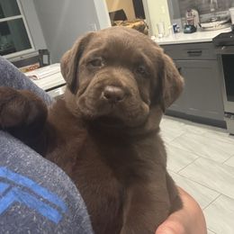 Boy 1 - Chocolate male Labrador Retriever puppy in Orlando, Florida from Clarisma K9’s
