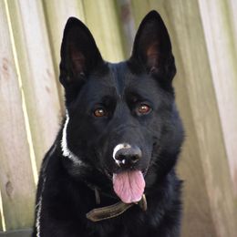 Rousey  - German Shepherd