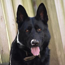 Rousey  - German Shepherd