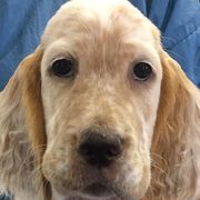 English Setters from Feathers English Setters