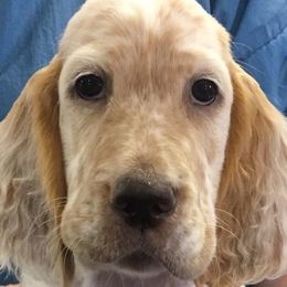 English Setters from Feathers English Setters